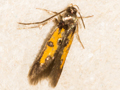 Chrysoclista linneella
